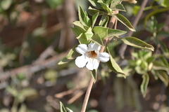 Petalidium barlerioides